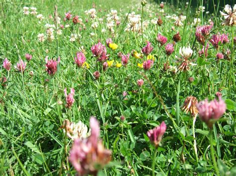 is red clover better than white clover